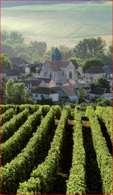 Champagne Vineyards