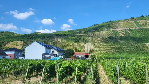 Bonn Vineyard Excursion