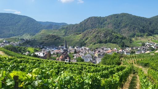 Bonn Vineyard Excursion