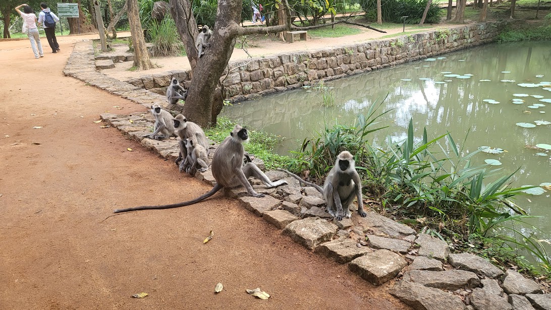 Monkeys at every park