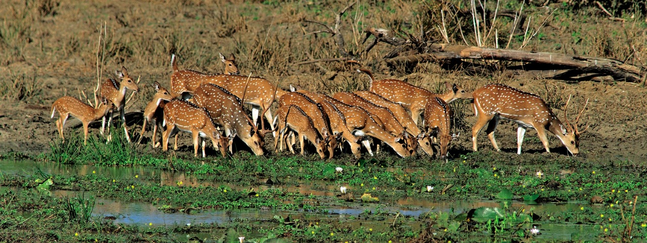 Yala National Park Safari Experience