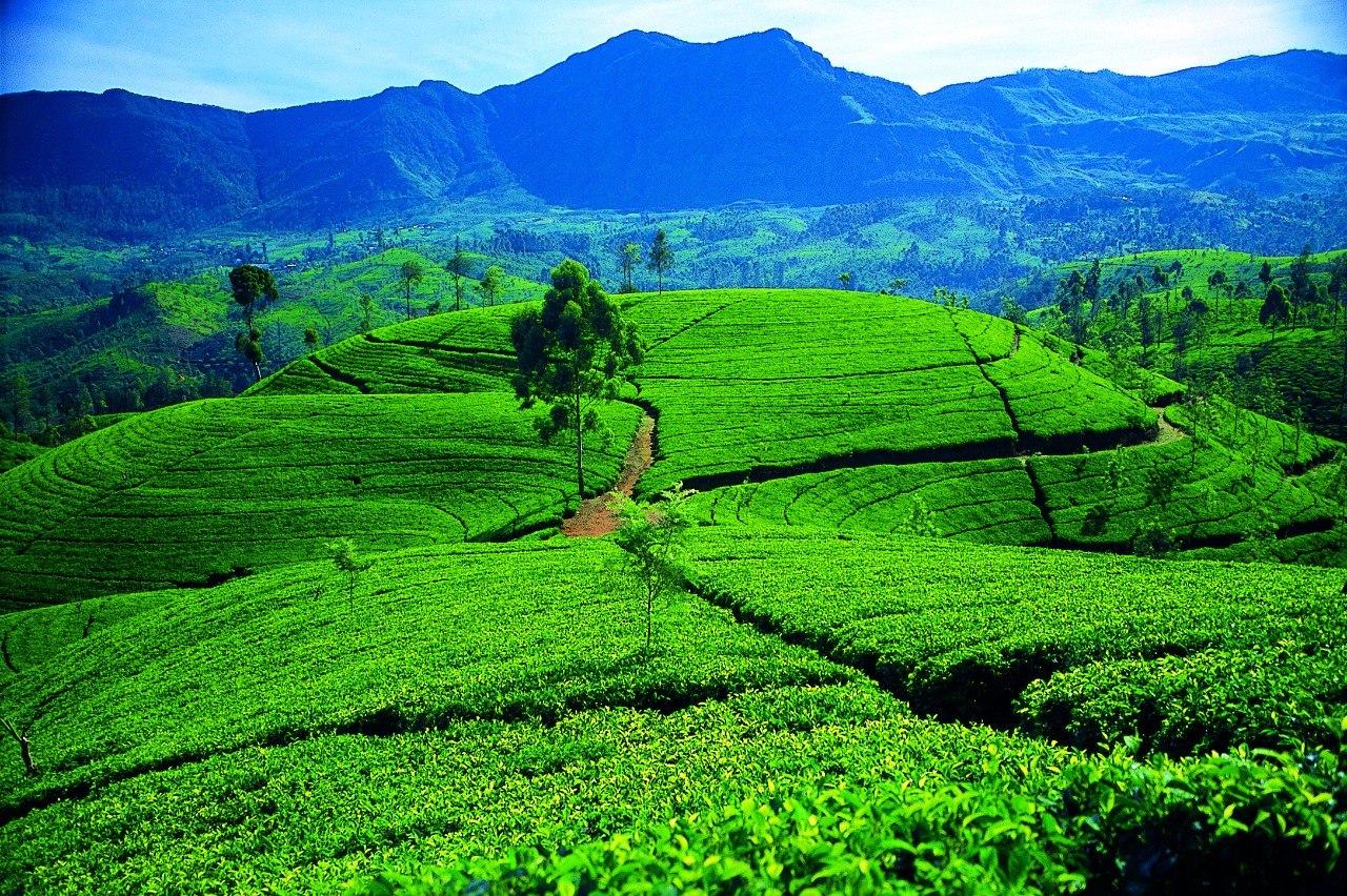 The Rothschild Family Tea plantations