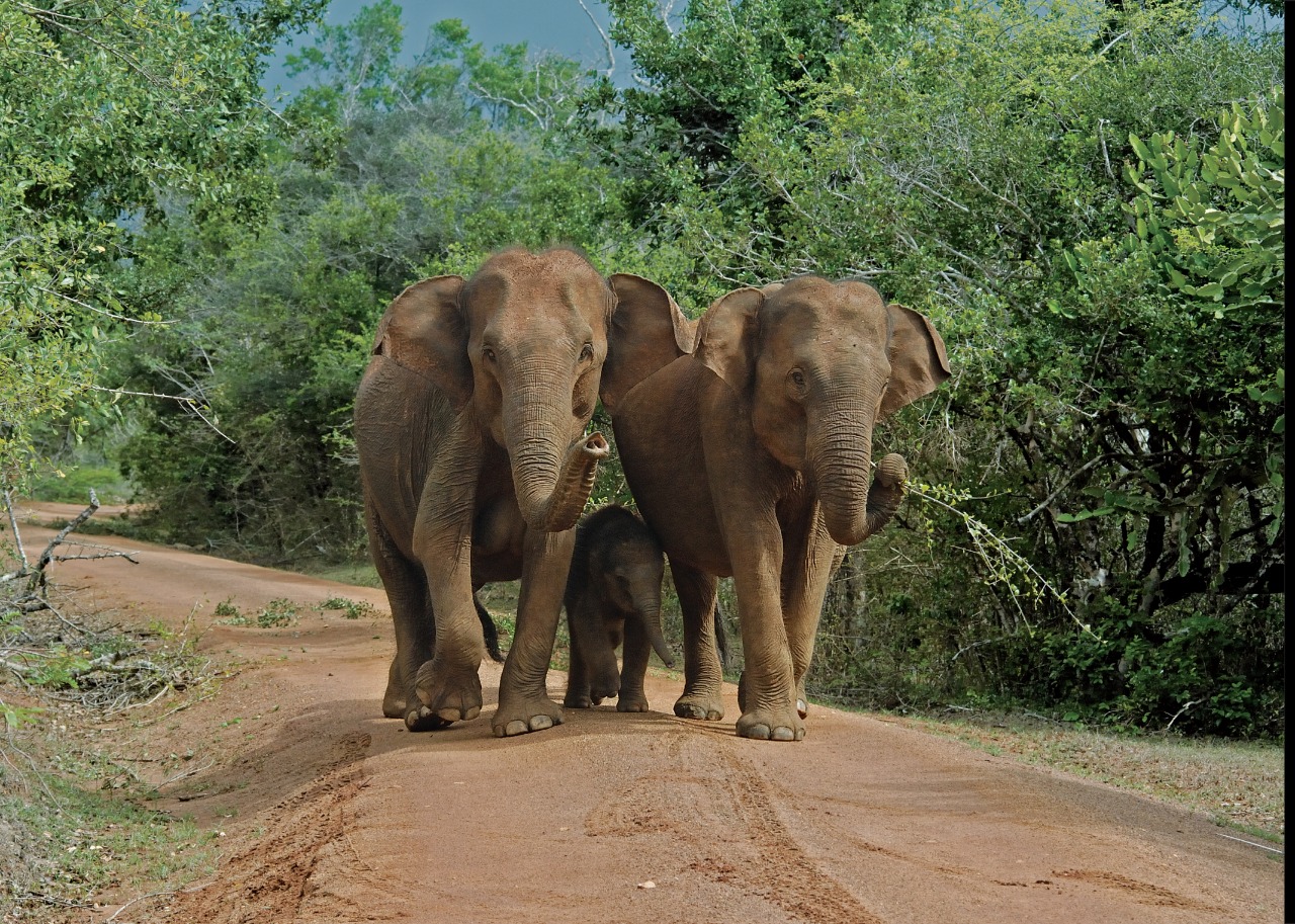 Yala National Park Safari Experience