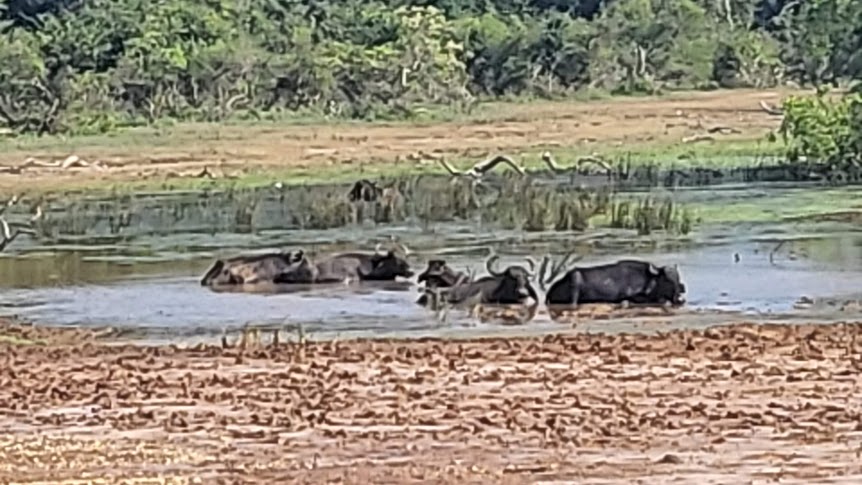 Yala National Park Safari Experience