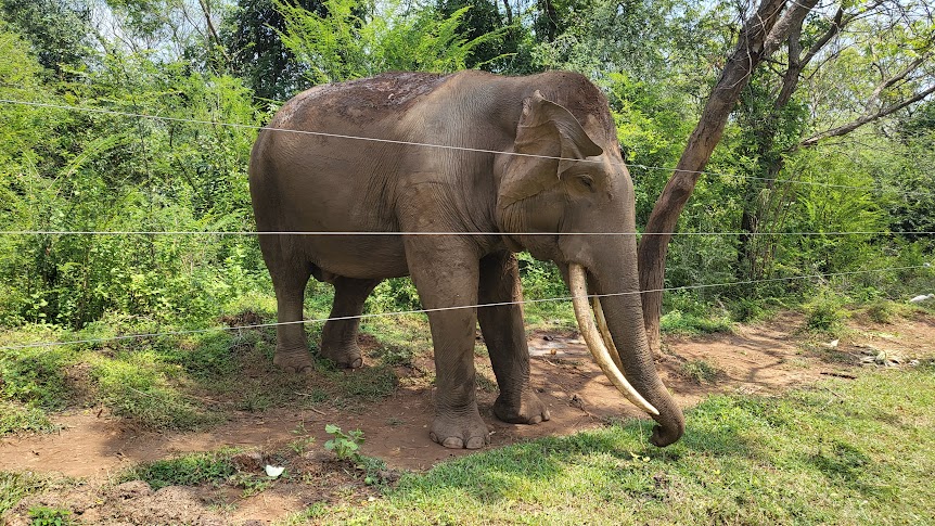 How Elephants Outsmart Electric Fences