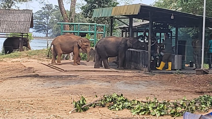 Watching Baby Elephants Feed