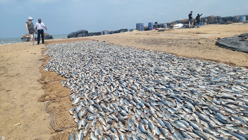Fish Market of Negombo