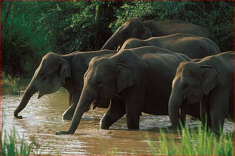 Elephants in the Wild