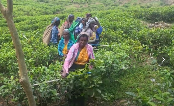 Tea Plantations and Forests