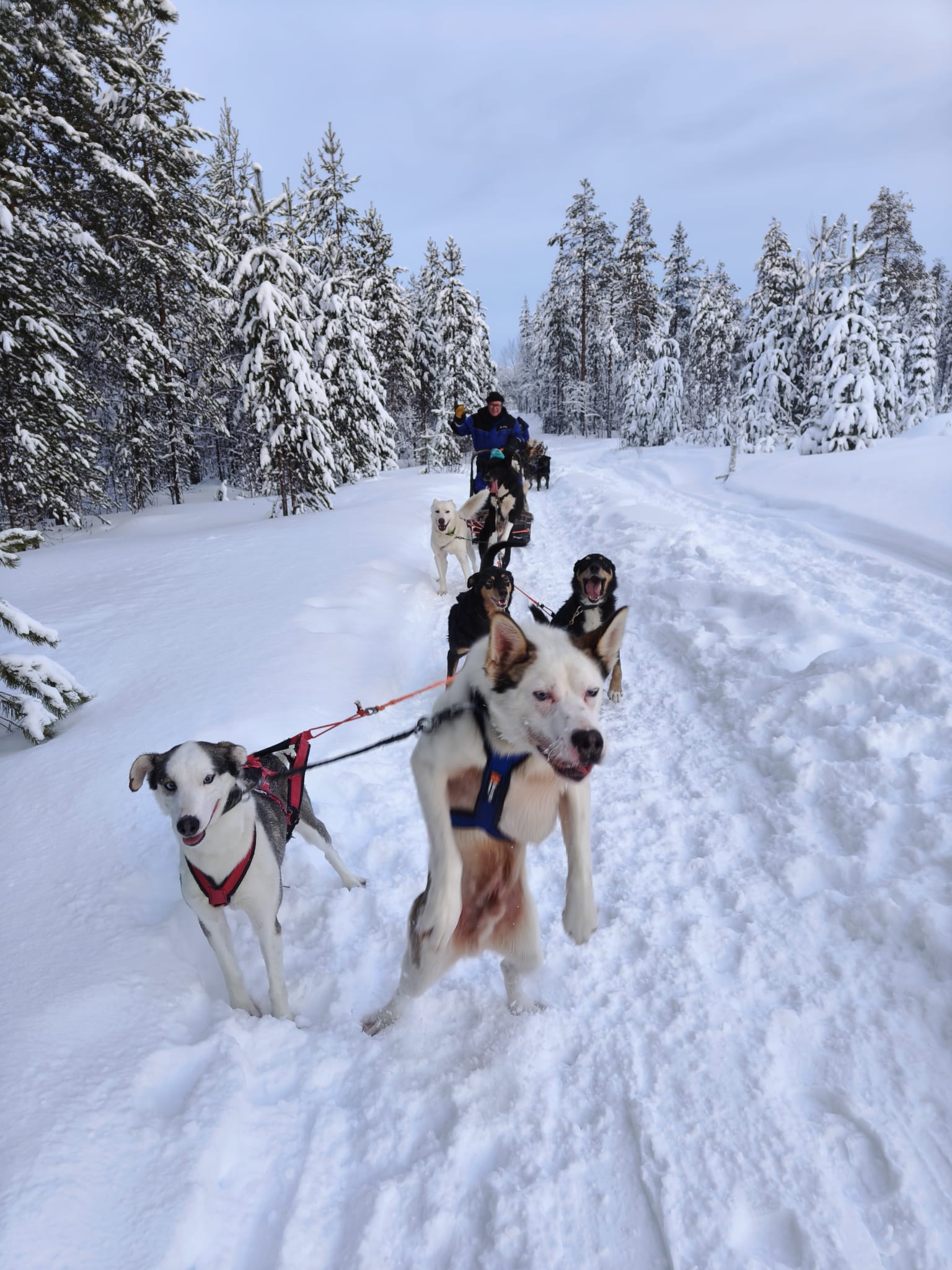 Husky Dog Sledding