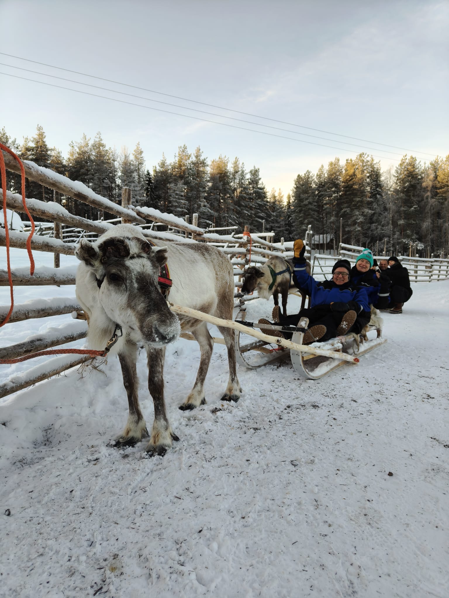 Reindeer Sleigh Rides