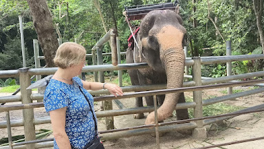 רכיבה על פילים בקוסמוי תאילנד: חוויה פופולרית למבקרים