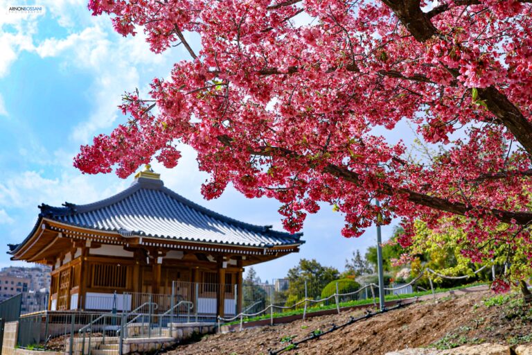 סאקורה בגן הבוטני