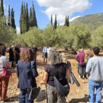 מסיק זיתים בכרם בגליל במסגרת פסטיבל ימי ענף הזית