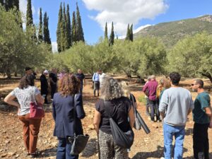 מסיק זיתים בכרם בגליל במסגרת פסטיבל ימי ענף הזית