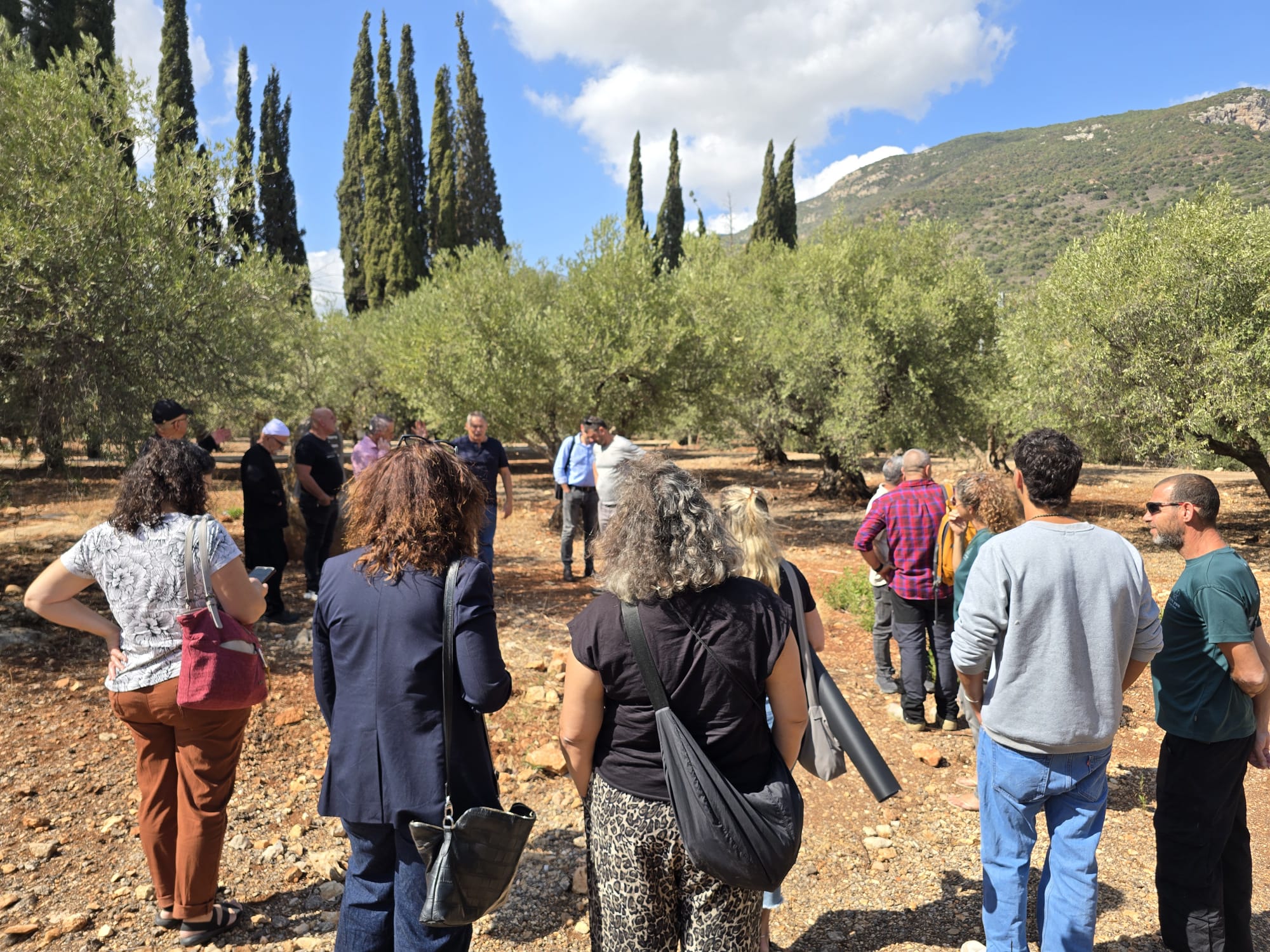 מסיק זיתים בכרם בגליל במסגרת פסטיבל ימי ענף הזית